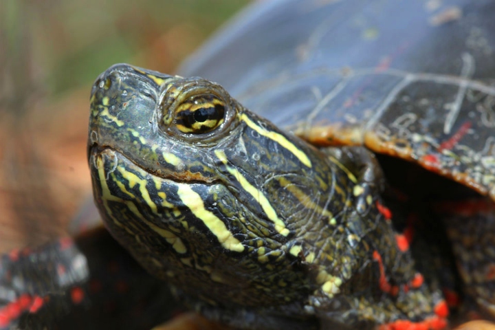 Midland Painted Turtle